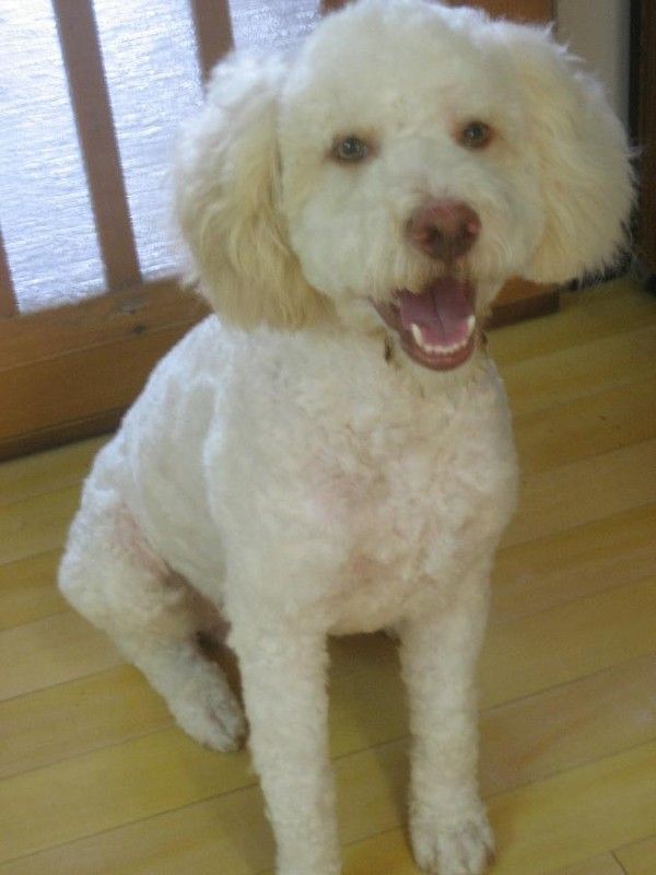 Cesar